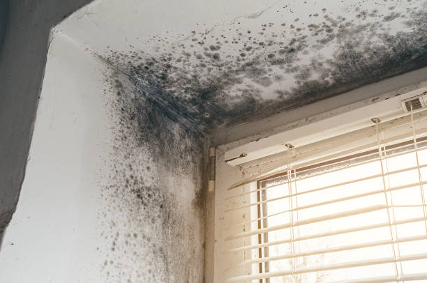 Affordable Crawl Space Mold Remediation solutions in Camden, NJ